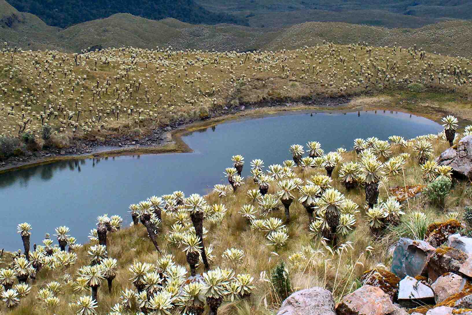 https://arquimedia.s3.amazonaws.com/2/2015/14-humedal-en-paramo-de-frailejones-chiles-p-menajpg.jpg