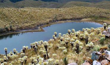 https://arquimedia.s3.amazonaws.com/2/2015/14-humedal-en-paramo-de-frailejones-chiles-p-menajpg.jpg