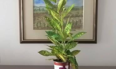plantica